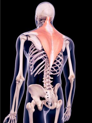 Trapezius-Muscle