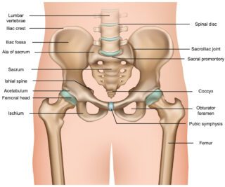 Hip-Anatomy